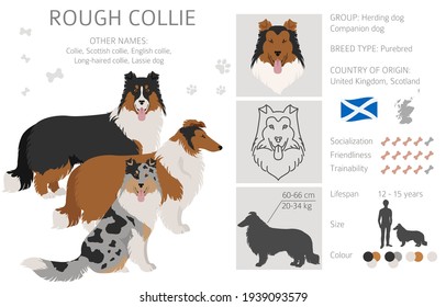 Rough collie clipart. Different poses, coat colors set.  Vector illustration