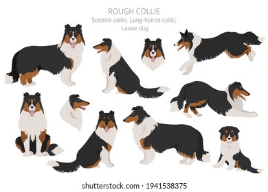 Rough collie clipart. Different poses, coat colors set.  Vector illustration