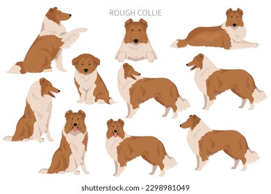 Rough collie clipart. Different poses, coat colors set.  Vector illustration