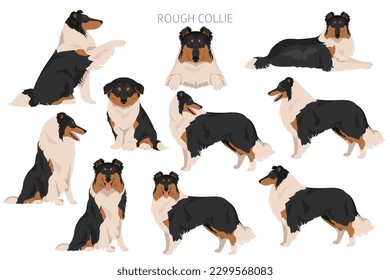 Rough collie clipart. Different poses, coat colors set.  Vector illustration