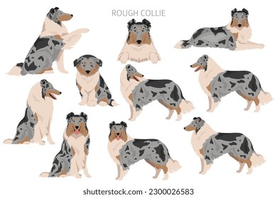 Rough collie clipart. Different poses, coat colors set.  Vector illustration