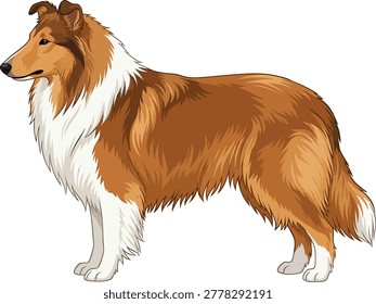 Rough collie dog illustration on with long hair dog breed herding portrait pet portrait