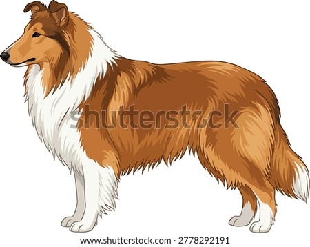 Rough collie dog illustration on with long hair dog breed herding portrait pet portrait