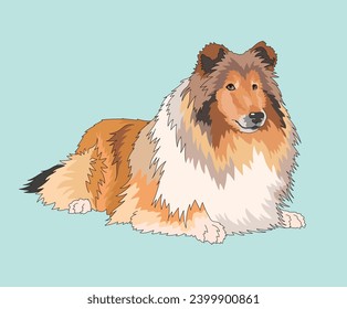 Rough Collie Dog Long-Haired Collies Lying Down