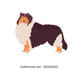 Rough Collie or Scottish Collie dog. Vector isolated over white background