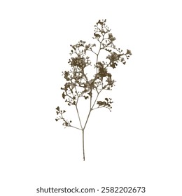 Rough edges brown dried floral sinlouette. Boho minimalist wild flower stamp. Botanical rustic element isolated on white background.