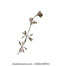 Rough edges brown dried floral silhouette. Boho minimalist wild flower stamp. Botanical rustic element isolated on white background.