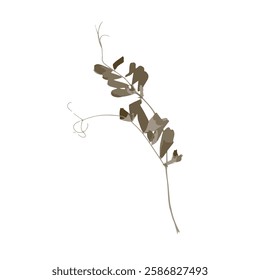 Rough edges brown dried floral silhouette. Boho minimalist wild flower stamp. Botanical rustic element isolated on white background.