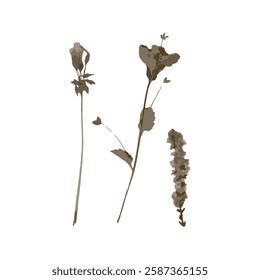 Rough edges brown dried floral silhouette. Boho minimalist wild flower stamp. Botanical rustic element isolated on white background.