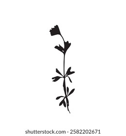 Rough edges dried floral sinlouette. Boho minimalist wild flower stamp. Black botanical rustic element isolated on white background.