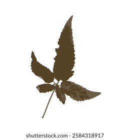 Rough edges dried leaf brown silhouette. Boho minimalist wild herb stamp. Botanical rustic element isolated on white background.