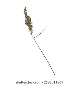 Rough edges dried pampas grass brown silhouette. Boho minimalist wild herb stamp. Botanical rustic element isolated on white background.