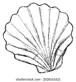 Rough freehand outline of a scallop shell. Black and white vector sketch of a seashell