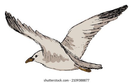Rough hand-drawn color drawing of the single flying seagull. Simple vector doodle isolated on transparent background
