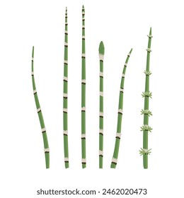 rough horsetail, vector drawing wild plants at white background, set of floral elements, Equisetum hyemale, snake grass, hand drawn botanical illustration