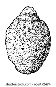 Rough lemon illustration, drawing, engraving, ink, line art, vector
