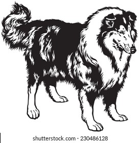 rough or long haired collie, scottish shepherd dog, black and white image