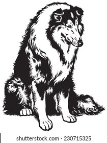 rough or long haired collie, scottish shepherd dog, black and white image