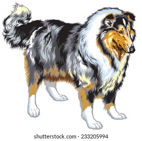 rough or long haired collie or scottish shepherd dog. Blue merle color. Image isolated on white