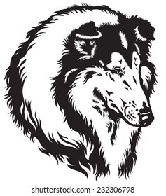 rough or long-haired collie dog head. Black and white image 