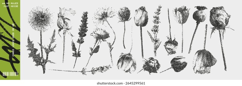 Rough Scanned Botanical Illustration Set with Photocopier Halftone Style