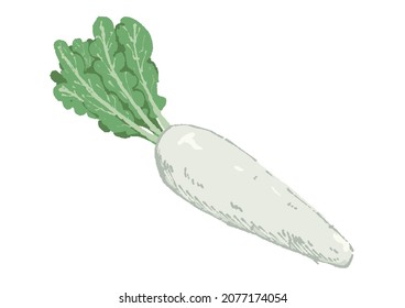 Rough and warm touch radish illustration
