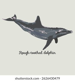 ROUGH-TOOTHED DOLPHIN (Steno bredanensis).Marine mammal illustration collection (vector illustration)