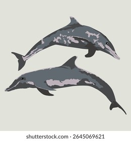 ROUGH-TOOTHED DOLPHIN (Steno bredanensis).Marine mammal illustration collection (vector illustration)