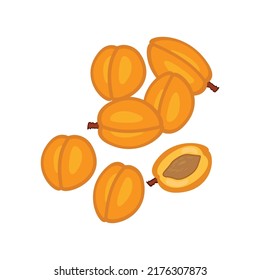 Round apricots and plants of various sizes are depicted. Illustration in flat design