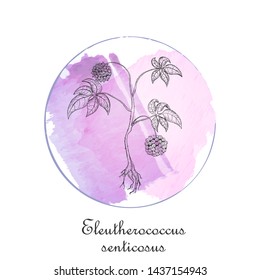 Round Badge with Black Contour Siberian Ginseng Placed on the Watercolor Spots with Brush Painted Frame. Label for Traditional Herbal Medicine, Cosmetology, Food Industry.