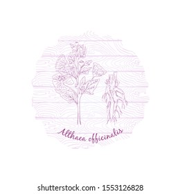 Round Badge with Contour Marsh-Mallow Herb, its Roots and Plank Wooden Background. Althaea officinalis Name Bent by the Badge Shape. Label for Traditional Herbal Medicine, Cosmetology, Food Industry.