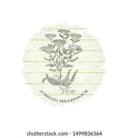 Round Badge with Contour Yarrow Plant and Plank 
Wooden Background.  Achillea millefolium Name Bent by 
the Badge Shape. Label for Traditional Herbal 
Medicine, Cosmetology, Food Industry.