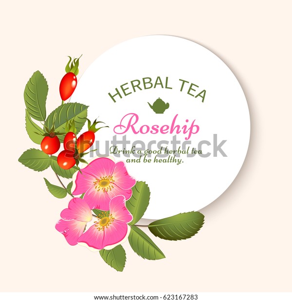 Round Banner Branch Dog Rose Berries Stock Vector Royalty Free