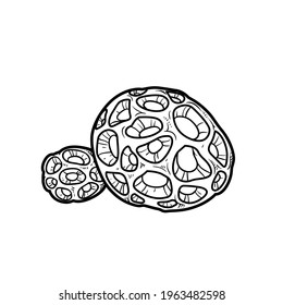 Round big and small sponges coloring book linear drawing isolated on white background