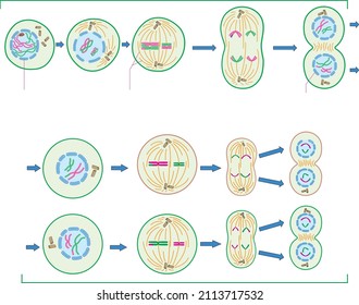 510 Meiosis Stock Vectors, Images & Vector Art | Shutterstock