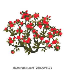 Round bush with blooming red roses. Vector illustration isolated on white background.