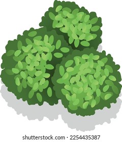 Round bush foliage. Landscape design plan element