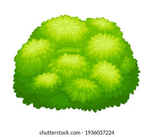 Round Bush as Perennial Woody Plant with Dense Foliage Cover Vector Illustration