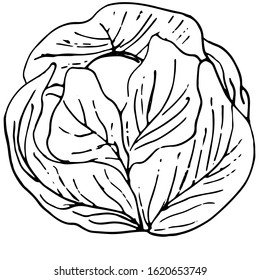 Round cabbage with lush leaves, an indispensable ingredient in salads, dietetic healthy food, vitamins. Design for eco-friendly non-GMO product line. Drawn by black lines on a white background, vector