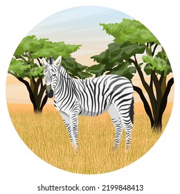 Round composition. African zebra in the savannah. Realistic vector landscape