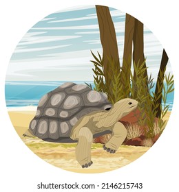 Round composition. Aldabra giant tortoise on the coast of a tropical island. Animal of the islands of the Pacific Ocean. Realistic vector landscape