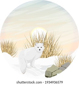 Round composition. Arctic fox on a snowy plain at dawn. Arctic animal. Landscape with snowdrifts, stones and dry grass. Vulpes lagopus, white, polar or snow fox. Realistic vector landscape