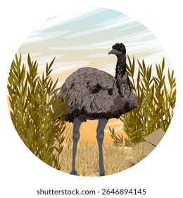 Round composition. Australian emu walking on dry grass. Realistic vector landscape