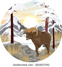 Round composition. Bighorn sheep Ovis canadensis in a winter mountain valley with rocks, tall trees and dry grass. Wild mammals of North America. Realistic vector landscape