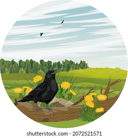 Round composition. A black raven stands on a log in a clearing with blooming yellow dandelions. Wild crow Corvus corax. Realistic vector landscape