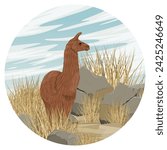 Round composition. Brown llama standing in a rocky steppe with dry grass and stones. Vector realistic landscape