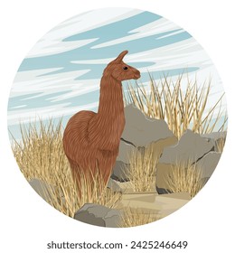 Round composition. Brown llama standing in a rocky steppe with dry grass and stones. Vector realistic landscape