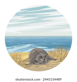 Round composition. A common seal lies on a sandy sea coast. Realistic vector landscape