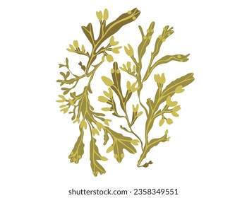 Round composition of edible seaweed fucus or bladder wrack. Vector illustration