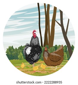 round composition. A family of chicken, rooster and chickens in the backyard. domestic bird. Agricultural vector realistic landscape